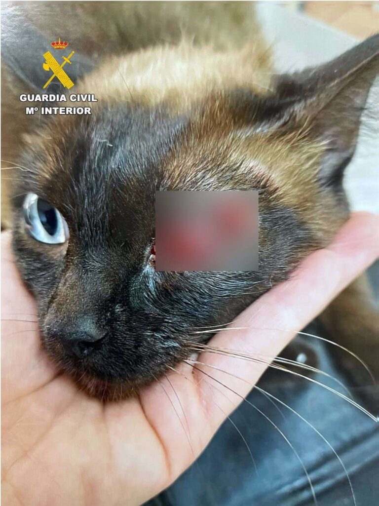 Detenido un vecino de Almansa que disparó a un gato con un arma de aire comprimido causándole lesiones graves