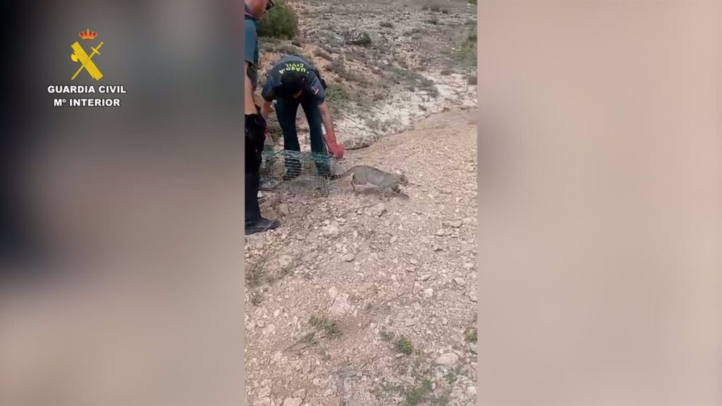 VÍDEO: Agentes de la Guardia Civil rescatan a un ejemplar de gato montés atrapado en una jaula en Pinarejo (Cuenca)