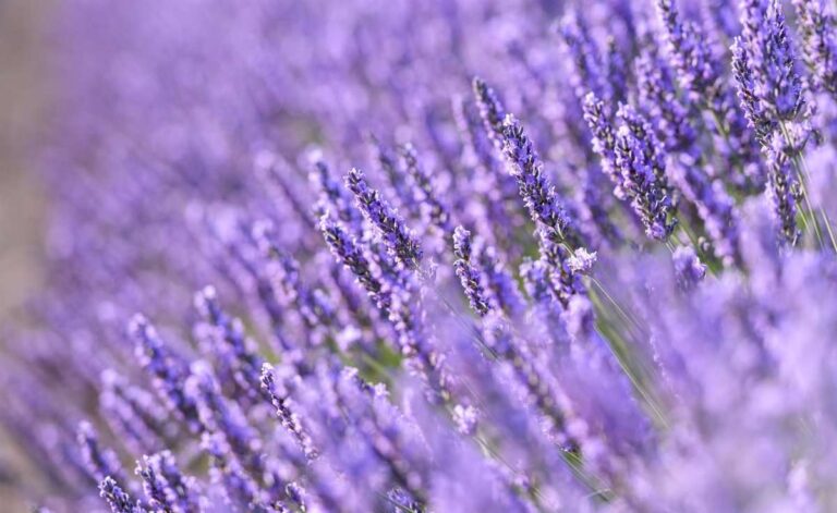 Anipam demanda que el valor añadido que genera la lavanda durante la floración llegue a los agricultores