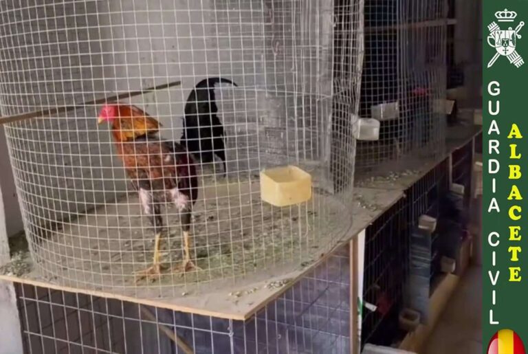 Desmantelan instalación en la que se cultivaba marihuana, había armas prohibidas y se hacían peleas de gallos
