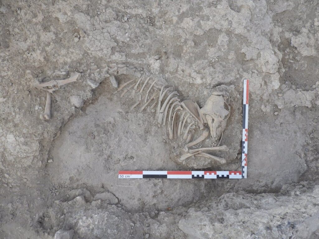 Hallan un ejemplar completo de oveja del siglo XI en las excavaciones en la Alquería de La Graja en Higueruela