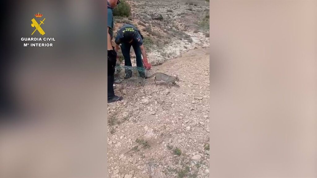 Agentes de la Guardia Civil rescatan a un ejemplar de gato montés atrapado en una jaula en Pinarejo (Cuenca)