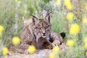 Dos linces ibéricos mueren atropellados en las carreteras de Toledo en la última semana, según Ecologistas