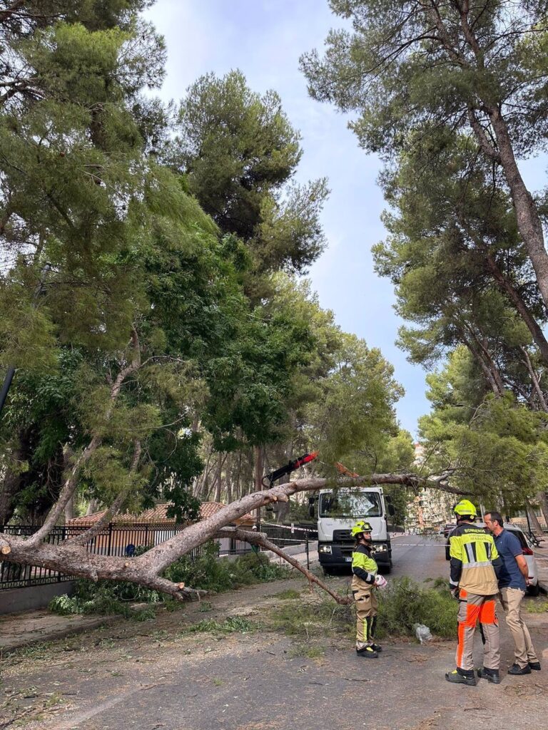 Albacete talará 7 pinos y otros dos árboles en el Parque de Abelardo Sánchez para garantizar la seguridad de ciudadanos