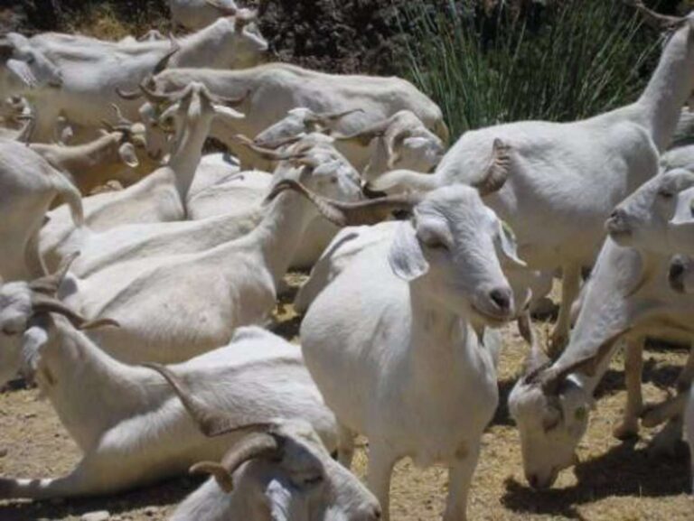 CLM vuelve a actualizar medidas a adoptar de acuerdo a la actual situación sanitaria frente a la viruela ovina y caprina