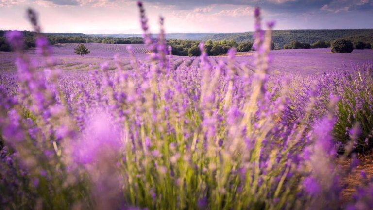 C-LM se congratula por la exclusión de la lavanda de los productos tóxicos y destaca su papel líder en la reivindicación