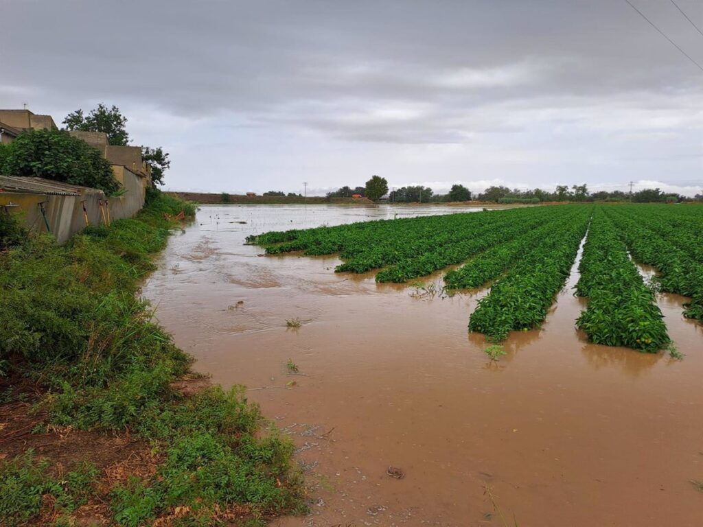 Asaja Toledo pedirá zona catastrófica para producciones agrícolas por DANA y cifra los desperfectos en más de 5 millones