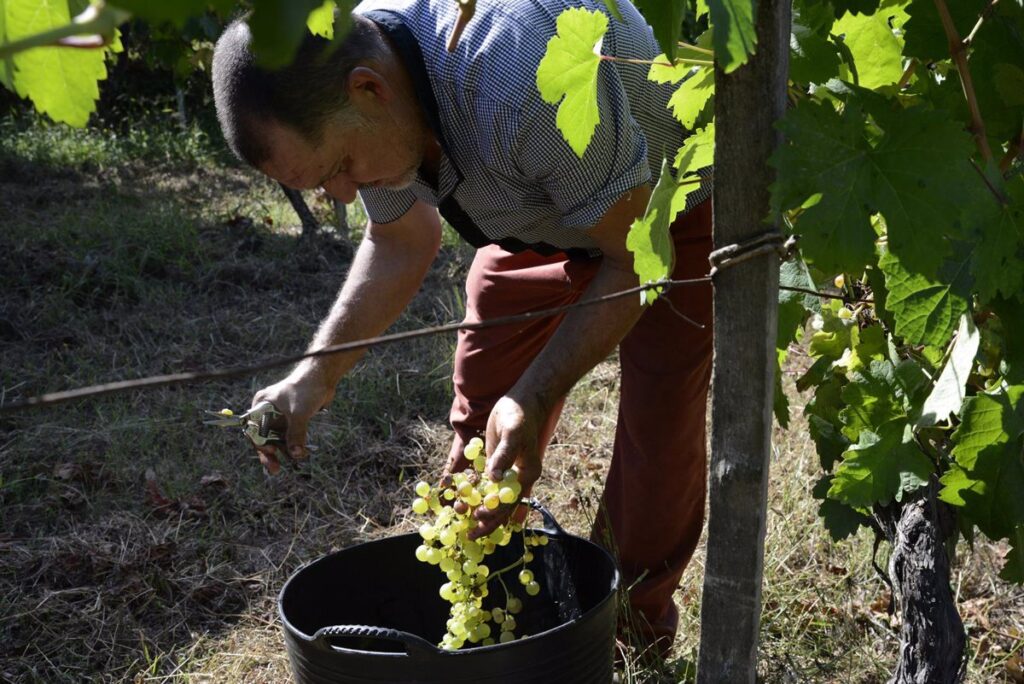 CCOO pide a propietarios de explotaciones vitivinícolas "que hagan las cosas especialmente bien" en la vendimia