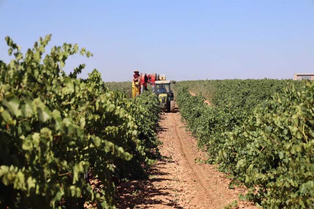 Unión de Uniones alerta que el precio de la uva en Valdepeñas es inferior al percibido hace más de 25 años