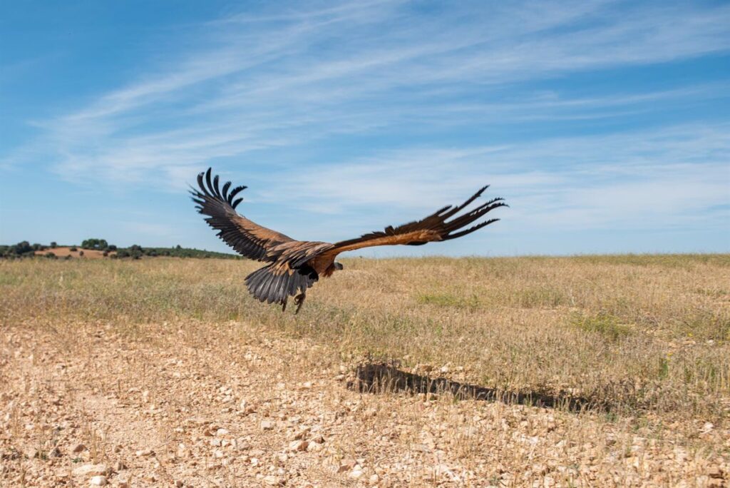 C-LM reincorpora al medio natural a un buitre leonado recuperado en el centro de la ciudad Albacete