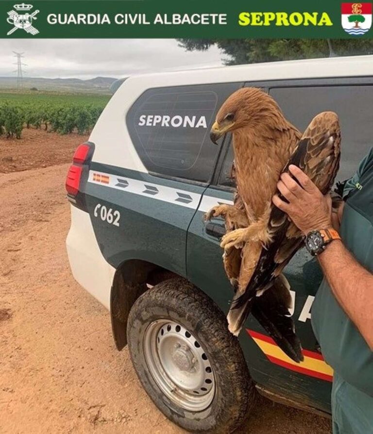 Recuperan en Albacete un águila imperial y un águila perdicera con heridas que les impedían volar