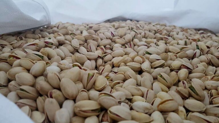 Más de 400 profesionales del pistacho se reunirán en Toledo en I Jornada Pistadica para trabajar en vertebrar el sector