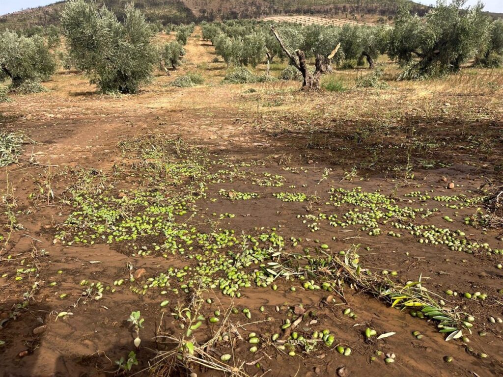 Los daños en cultivos de C-LM afectan a 10.000 hectáreas con almendro, olivar y viñedo como peor parados