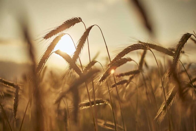 CCOO aborda este lunes en Valdepeñas las novedades de la PAC con delegados de su sector agropecuario