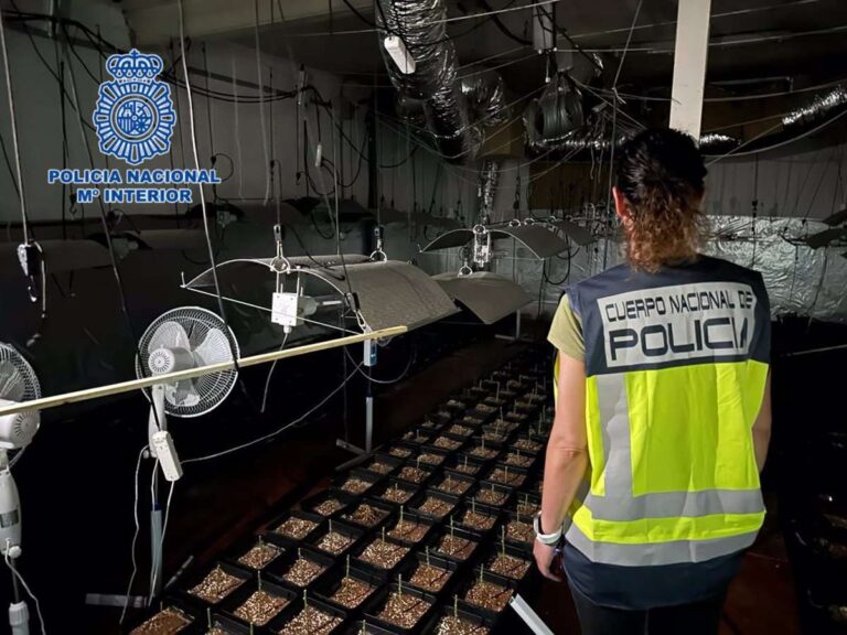 Detienen a una pareja por cultivar 602 plantas de marihuana en su vivienda en Magán (Toledo)