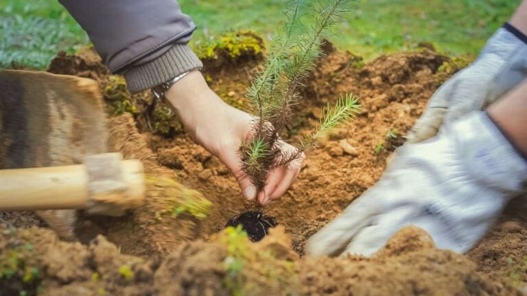 Ex becarios de intercambio japonés reforestarán con cientos de encinas y pino la zona del fuego de Guadalajara de 2005