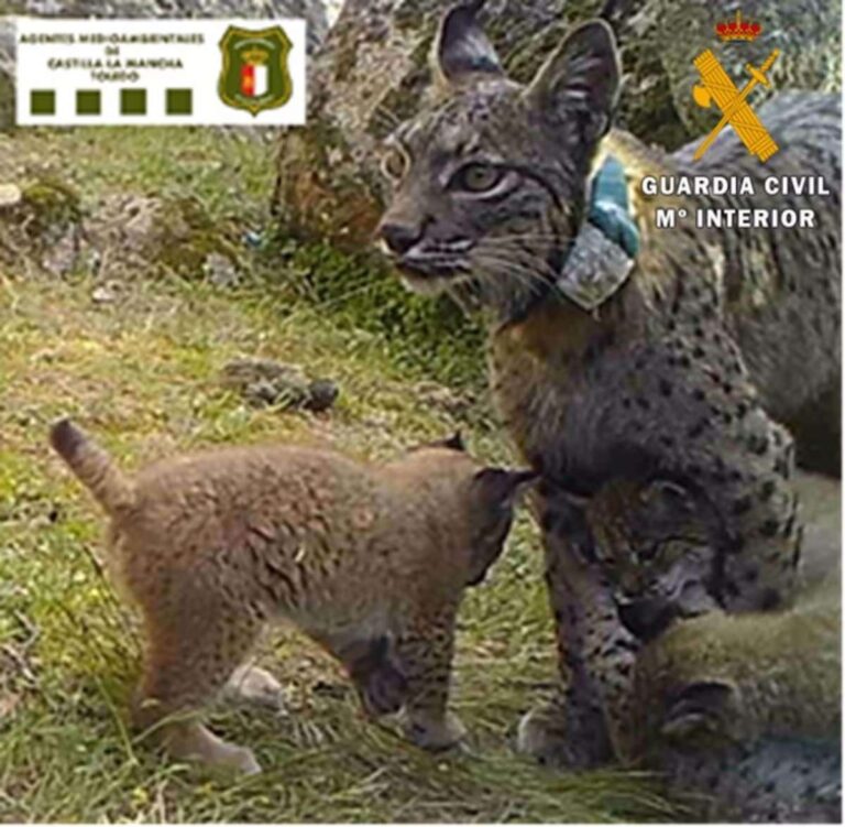Ecologistas espera una "dura" condena para el cazador que mató a una lince en Toledo, cuyo juicio arranca este jueves