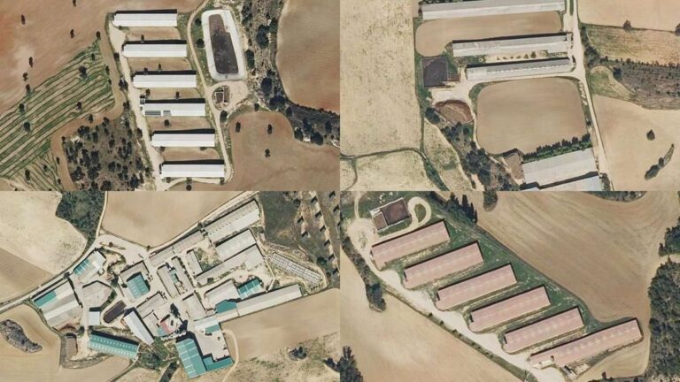 TSJCM anula la autorización de la Junta a una macrogranja de cerdos prevista en Huerta de la Obispalía