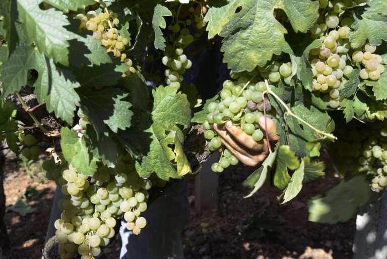 El Gobierno flexibiliza normas para ayudar al sector hortofrutícola y vino afectados por fenómenos climáticos
