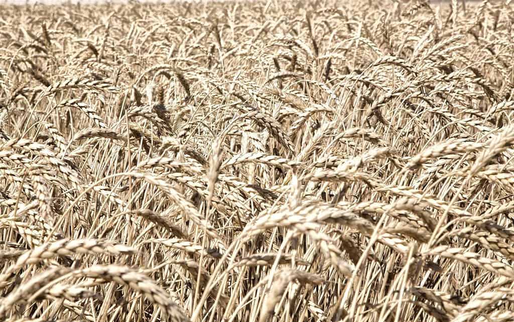 Asaja pide flexibilizar la PAC y cumplir la Ley de la Cadena Alimentaria ante un sector cerealista "insostenible"