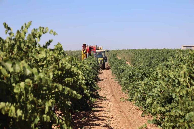 Castilla-La Mancha genera cerca del 11% del Valor Añadido Bruto del sector agrario en España, según Unicaja Banco