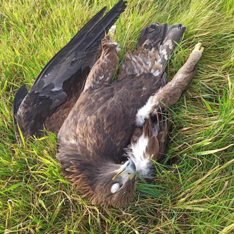 Ecologistas pide que los parques eólicos queden excluidos de las zonas de recuperación del águila imperial en C-LM