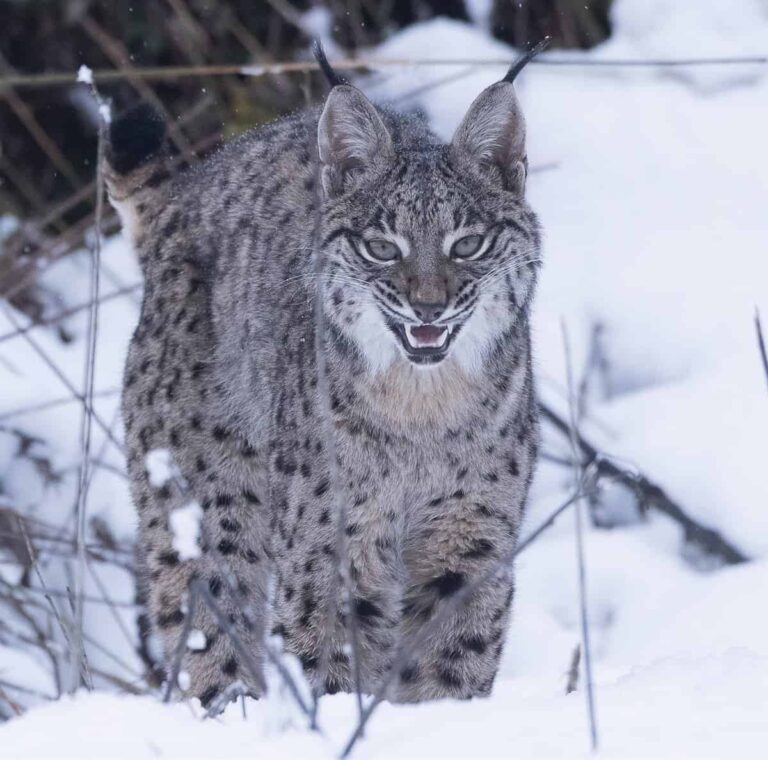 El esfuerzo de José María Finat para recuperar el lince ibérico en los Montes de Toledo recibe el XIV Premio Fondena