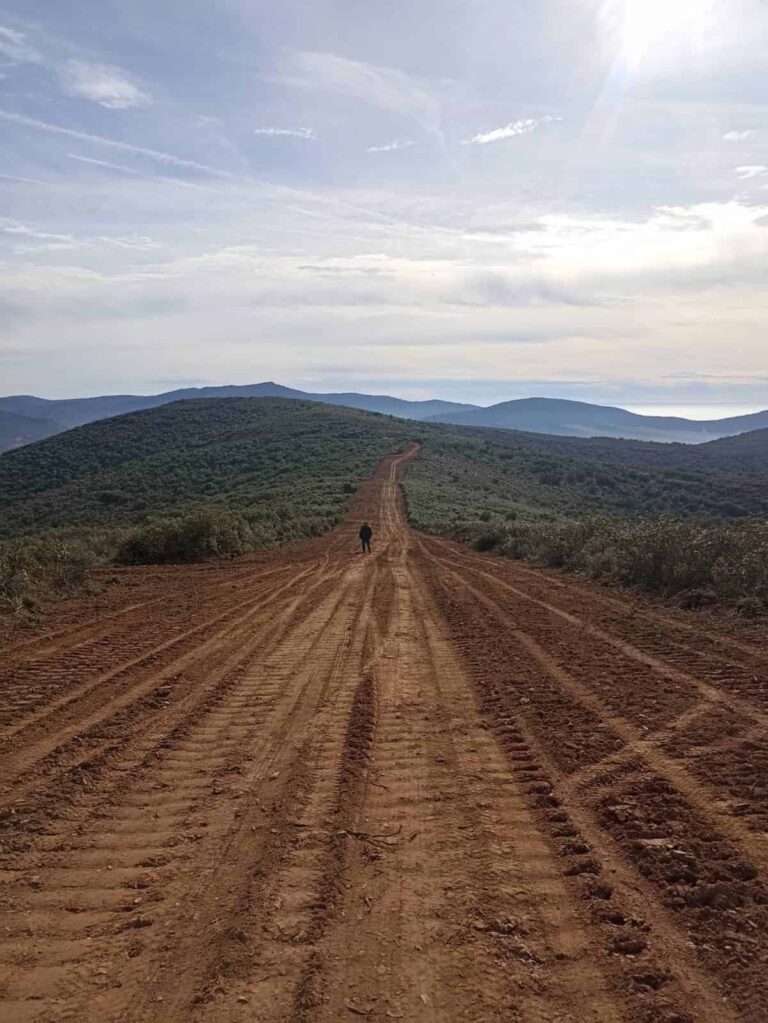Ecologistas denuncia a la Junta por arrancar vegetación protegida por ley para hacer un cortadero en Fuente el Fresno