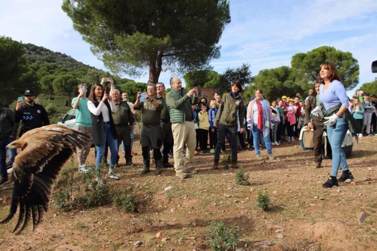 Ciudad Real acogerá hasta final de año la liberación de nueve ejemplares de águila imperial ibérica