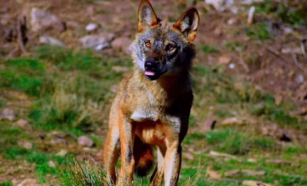 La Junta convoca las ayudas para paliar los daños causados por ataques de lobo ibérico a ganado doméstico