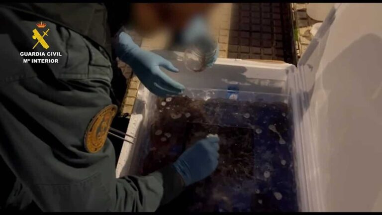 Detenido en Guadalajara por comerciar ilegalmente con 170 kilos de angulas vivas