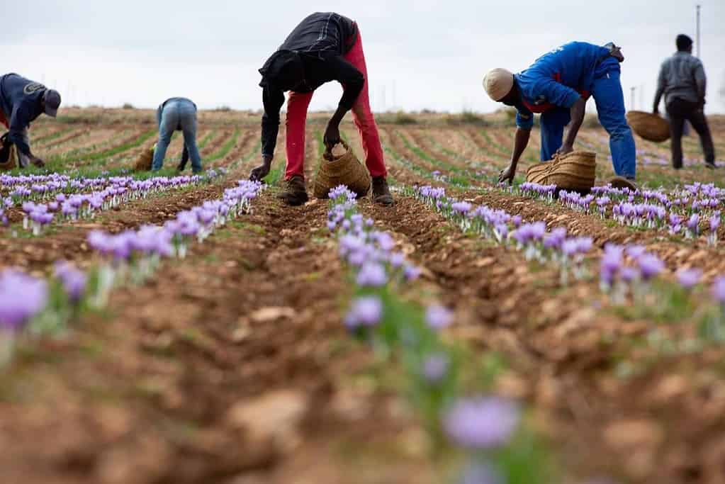 VÍDEO: La cosecha de azafrán de La Mancha se desploma un 40% hasta 280 kilos y alcanza la cifra más baja de la década