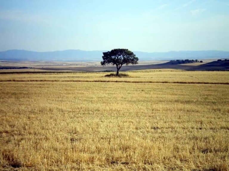 C-LM autoriza a Geacam la contratación de un sistema de protección para plantas de ecosistemas forestales de Red Natura
