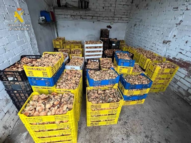 Intervienen 1.450 kilos de níscalos comercializados ilegalmente en Ciudad Real e investigan a once personas