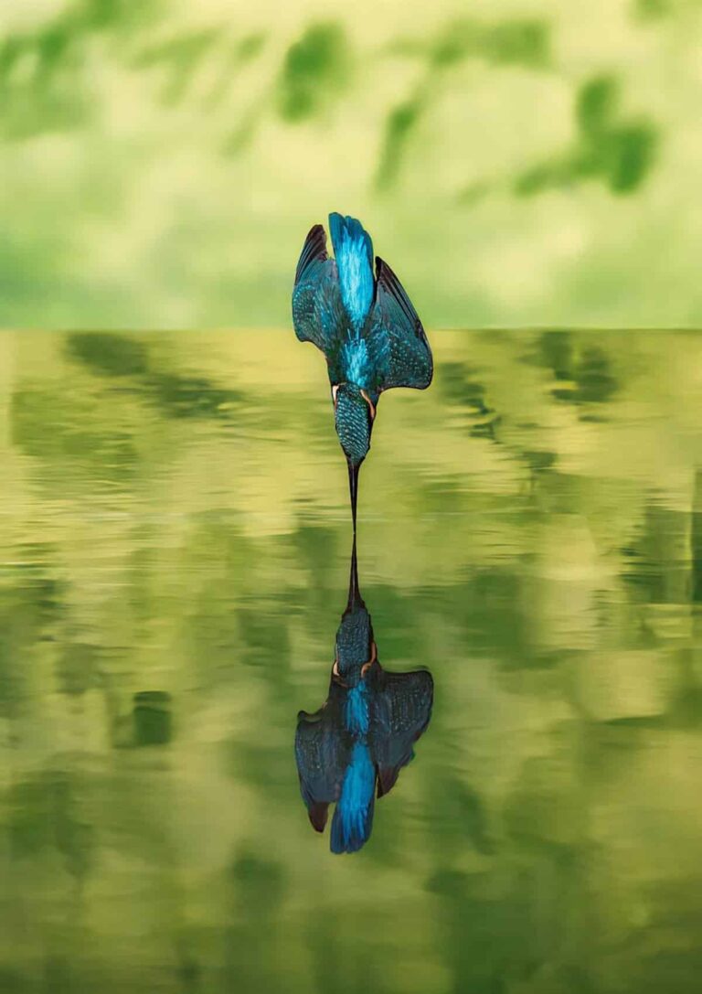 El fotógrafo Javier Hernández Sánchez gana la el concurso 'Aves de la provincia de Toledo' de la Diputación