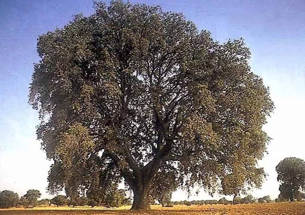 La encina 'Miguelito' de Villatobas (Toledo) opta a ser 'Árbol del Año 2024'