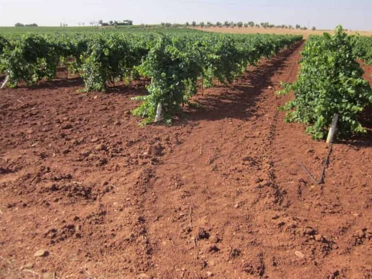 Regantes de CUAS del Alto Guadiana se quejan ante Ribera de "recortes" y lo achacan a la "nefasta" gestión de CHG
