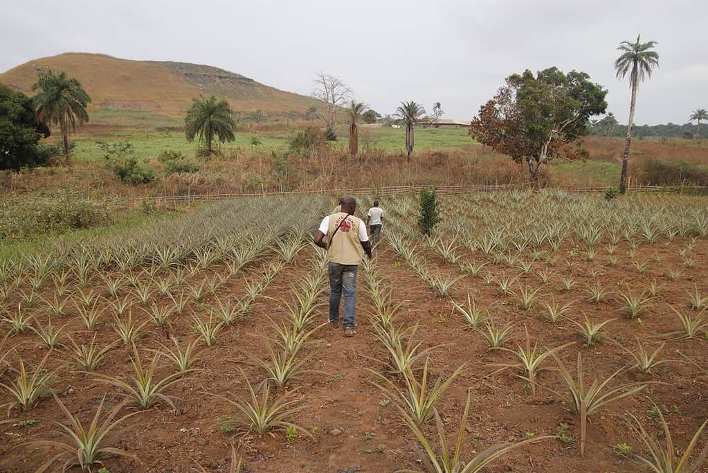 Cáritas C-LM busca recaudar 38.000 euros para ayudar a 575 familias agricultoras de Kinkala, en la República de Congo