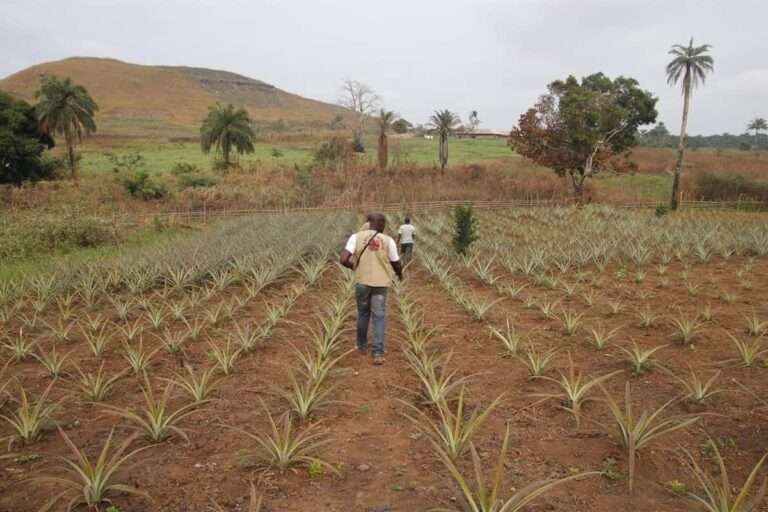 Cáritas C-LM busca recaudar 38.000 euros para ayudar a 575 familias agricultoras de Kinkala, en la República de Congo