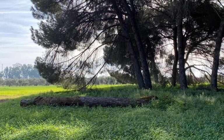 C-LM sacará en próximas semanas una convocatoria de ayudas para el sector de la resina por 1,5 millones