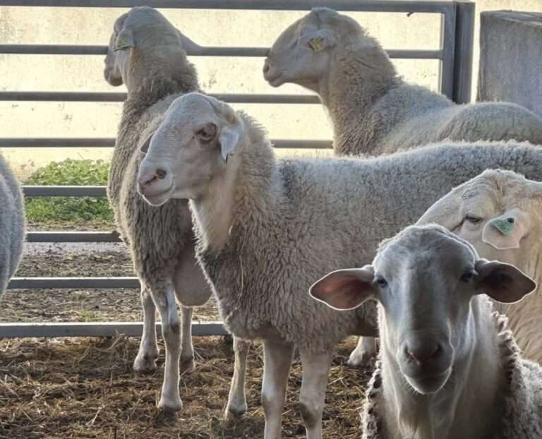 C-LM participa en el análisis y coordinación de las actuaciones a nivel nacional ante determinadas enfermedades animales