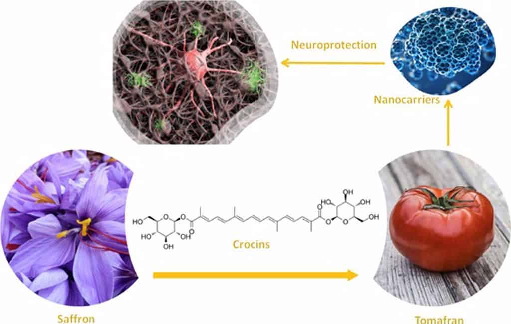 El grupo Bioforce de la UCLM demuestra que la planta 'Tomafrán' y sus exosomas tienen propiedades neuroprotectoras