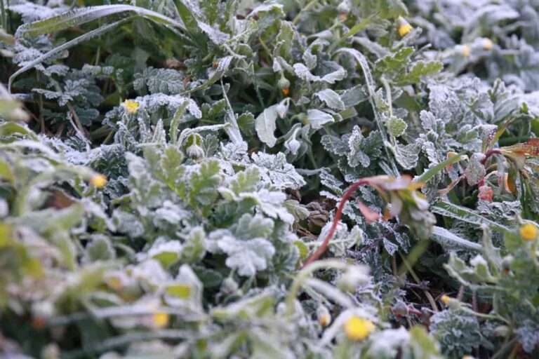 La bajada de temperaturas continuará el fin de semana de Reyes y provocará heladas en el interior peninsular