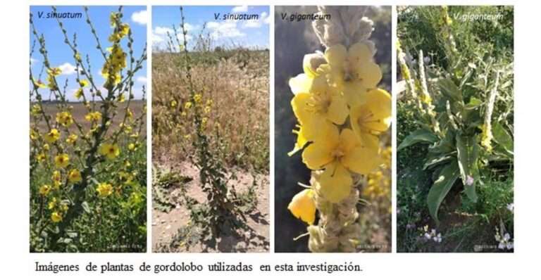 La UCLM lidera un estudio en el que se identifican crocinas y la 'enzima maestra' en la planta gordolobo