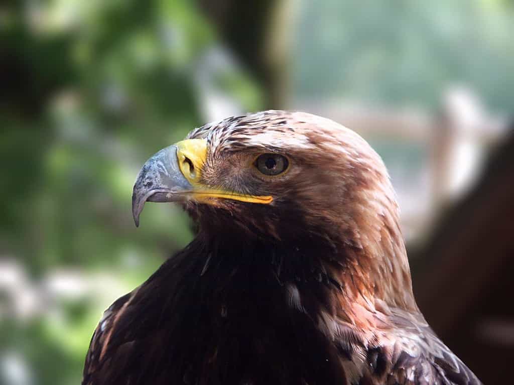 Torrijos tira de águila Harris para controlar su población de palomas, en una operación que conlleva el corte de tráfico