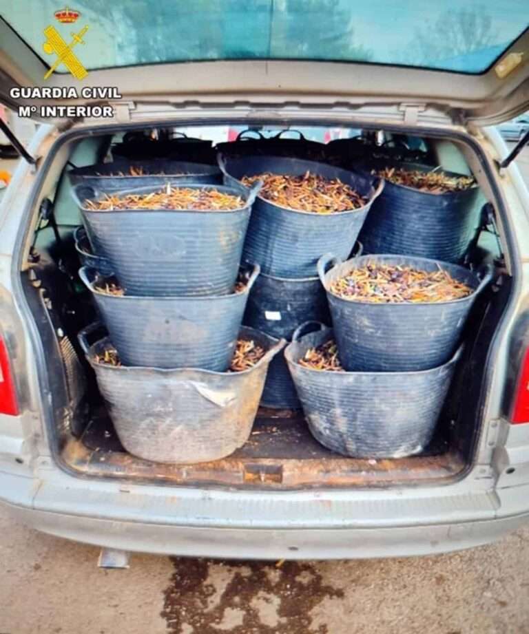 Guardia Civil recupera en una semana casi siete toneladas de aceituna hurtada de los campos ciudadrealeños