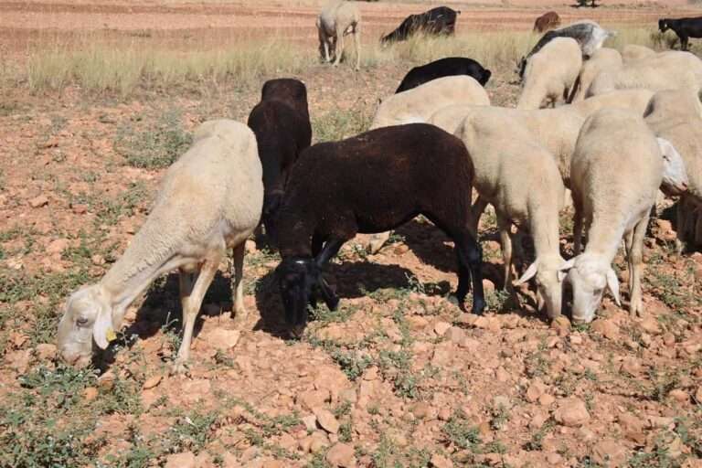 UPA C-LM critica las bajadas de precio en la compra de leche caprina y ovina, responsabilizando a la industria
