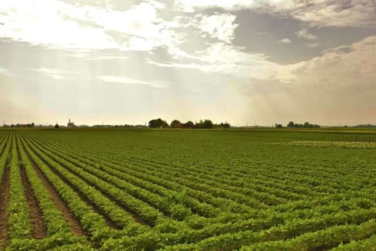 C-LM envía a Agricultura correcciones en ecorregímenes, cuaderno verde y aspectos burocráticos para la PAC de 2025