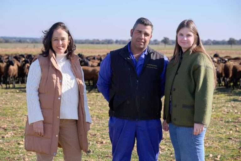 Dehesa Ardales recupera desde Los Yébenes la raza oveja manchega negra y se cuela entre los mejores quesos del mundo