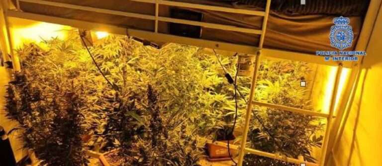 Detienen a tres personas en Puertollano por cultivar marihuana y enviarla a Italia para su distribución